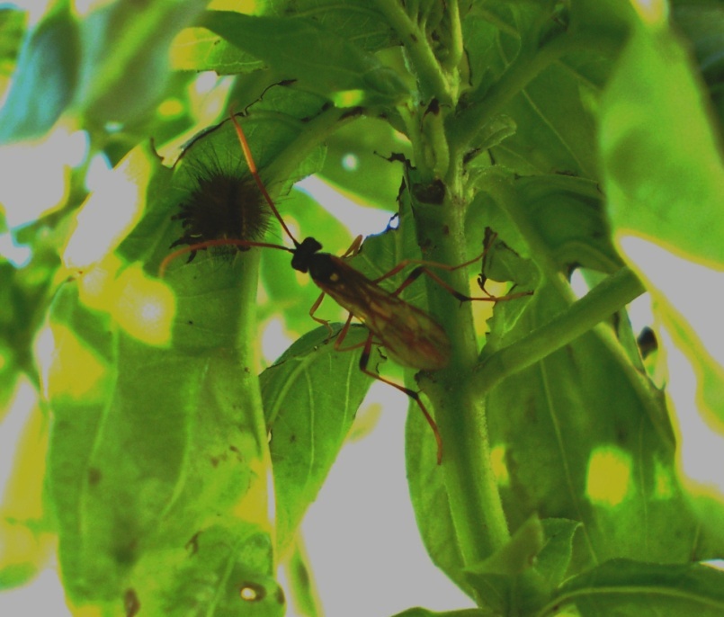 Ichneumonidae (Anomaloninae) ed exuvia (muta) di lepidottero